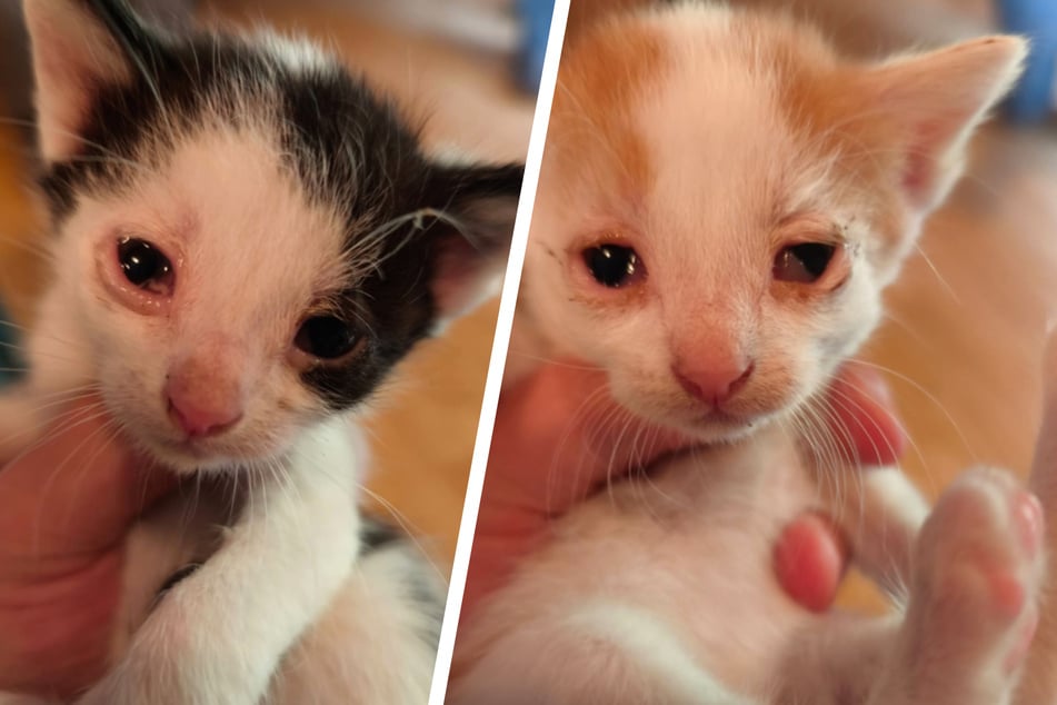 Entzündete und verklebte Augen und viel zu leicht, so kamen die fünf Kitten zu Anke und den Tierschützern der "Babyklappe".