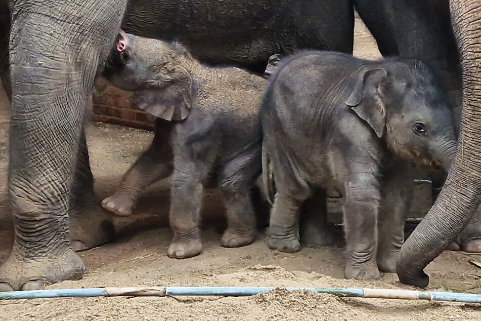 Süße Szenen im Leipziger Zoo: Akito nimmt Elefanten-Baby unter seine Fittiche!