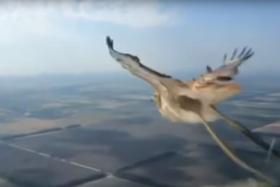 Der Unglücksvogel kurz vor dem Aufprall.