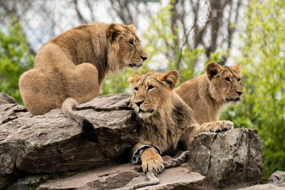 Im Frankfurter Zoo gönnen sich die Löwen eine Auszeit.