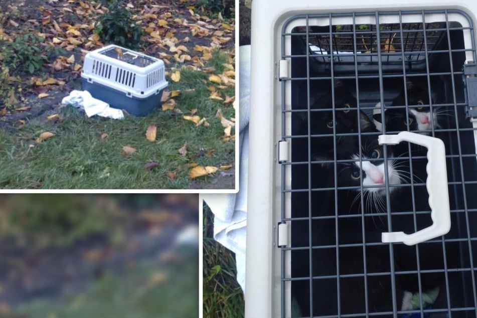 Vor Tierheim zurückgelassen: Drei Katzen in Transportbox ausgesetzt