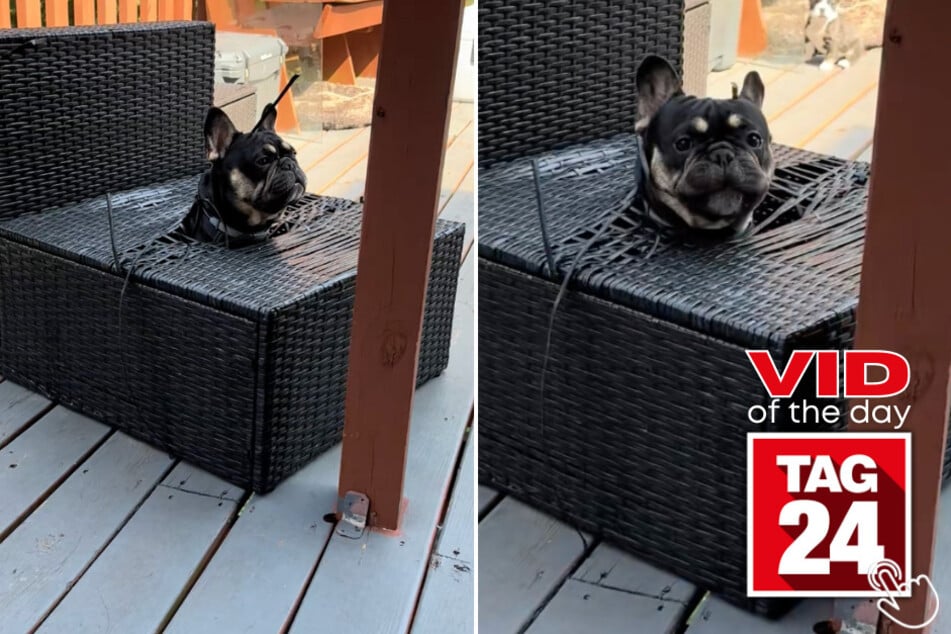 This French bulldog got himself stuck in the funniest situation.