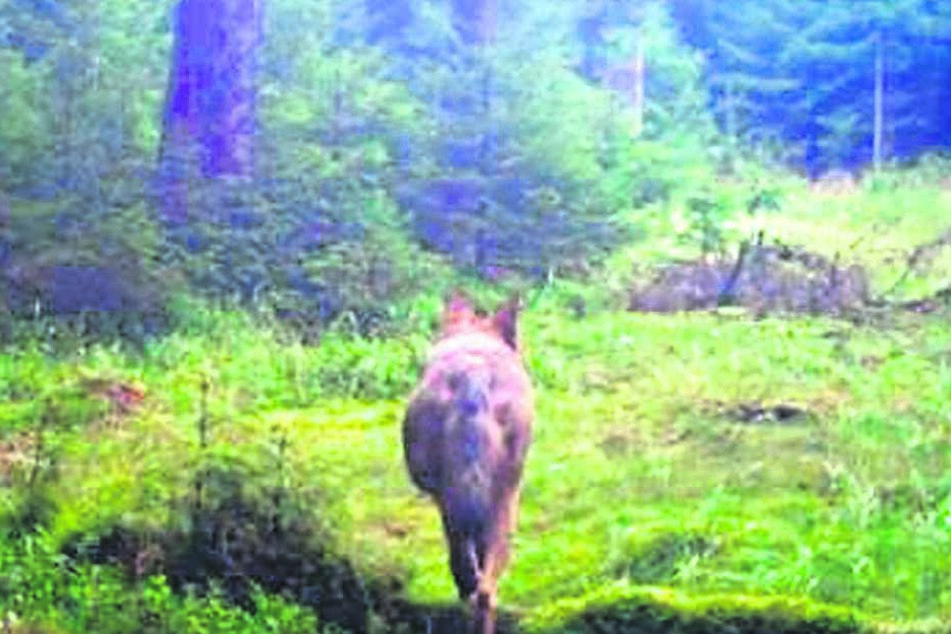 Isegrimm ist im Wald bei Tellerhäuser (bei Oberwiesenthal) in eine Fotofallegetappt.