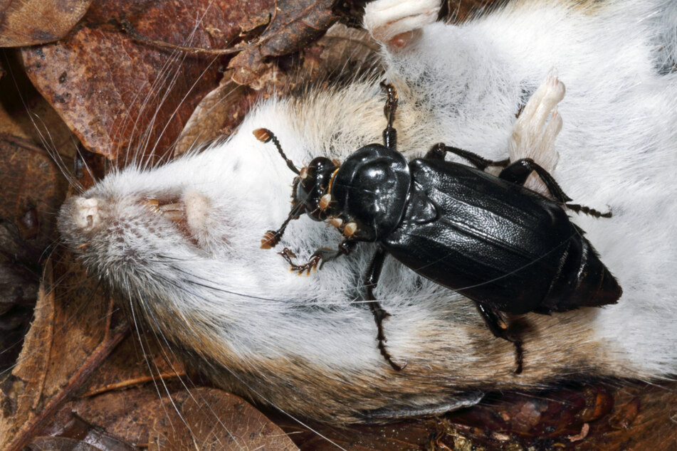 Schwarzer Totengräber heißt dieser Käfer. Paare der Art pflanzen sich auf Kadavern fort.