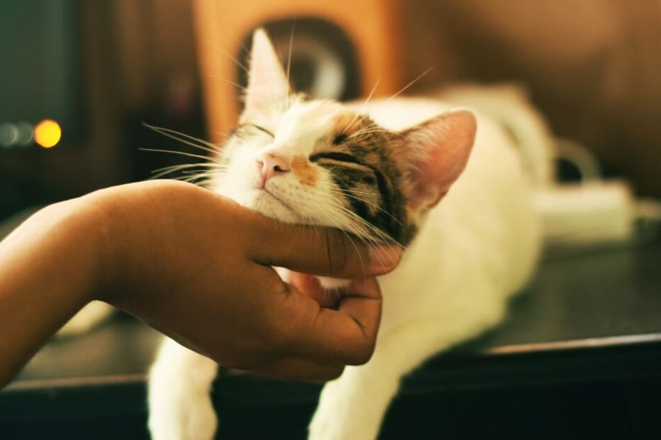 Liebe zeigt Dir Deine Katze durch intensives Schnurren.