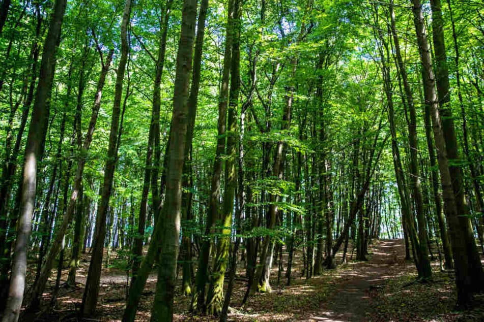 Wälder dienen oft als Naherholungsgebiete, die Besitzer bekommen nichts dafür.
