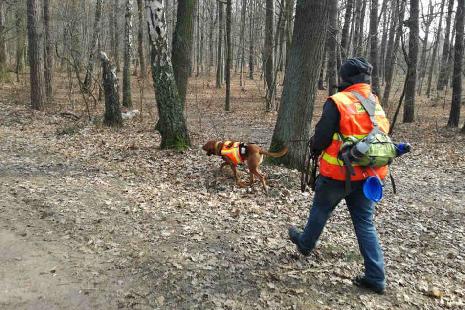 In vielen Situationen darf der Suchhund nicht von der Leine, um das gesuchte Tier nicht zu verjagen.