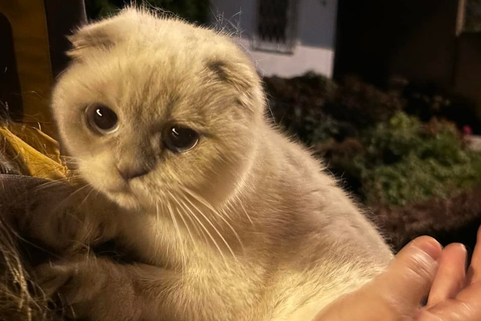 Kater Nilo wurde im hessischen Kronberg auf einer Straße entdeckt. Höchstwahrscheinlich wurde der leidgeplagte Stubentiger herzlos ausgesetzt.