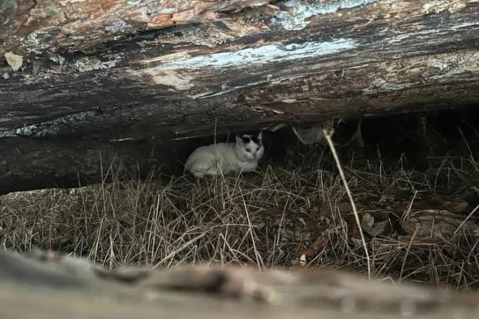 In Salzwedel wurde am Wochenende eine schwerkranke Katze ausgesetzt.