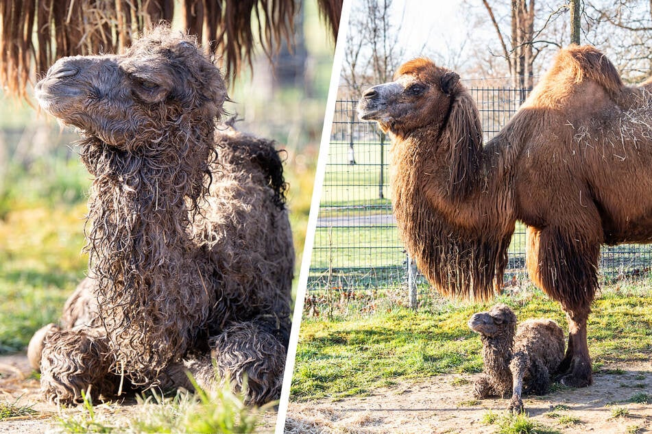 Nachwuchs-Glück in der Wilhelma: Kleines Trampeltier-Mädchen erobert die Anlage