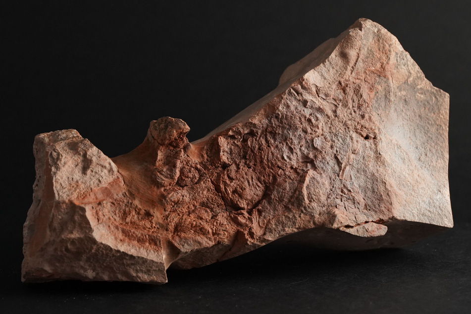 Das Fossil wurde im Grabungsfeld auf einem Grundstück an der Frankenberger Straße etwa auf Höhe Hausnummer 61 gefunden.