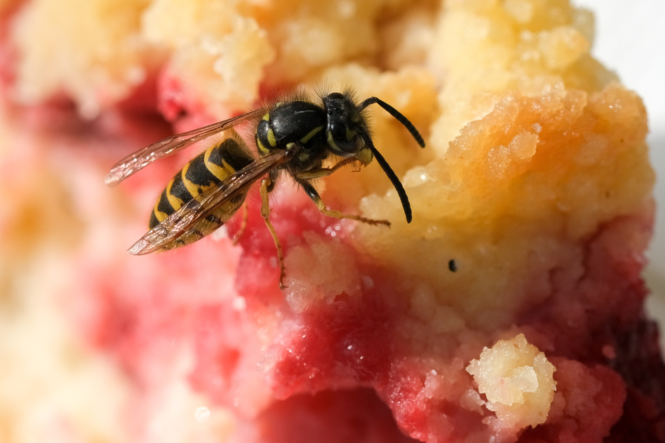 Ein Stück Zwetschgenkuchen ohne Wespen-Beilage? Das war in den letzten Jahren kaum möglich.