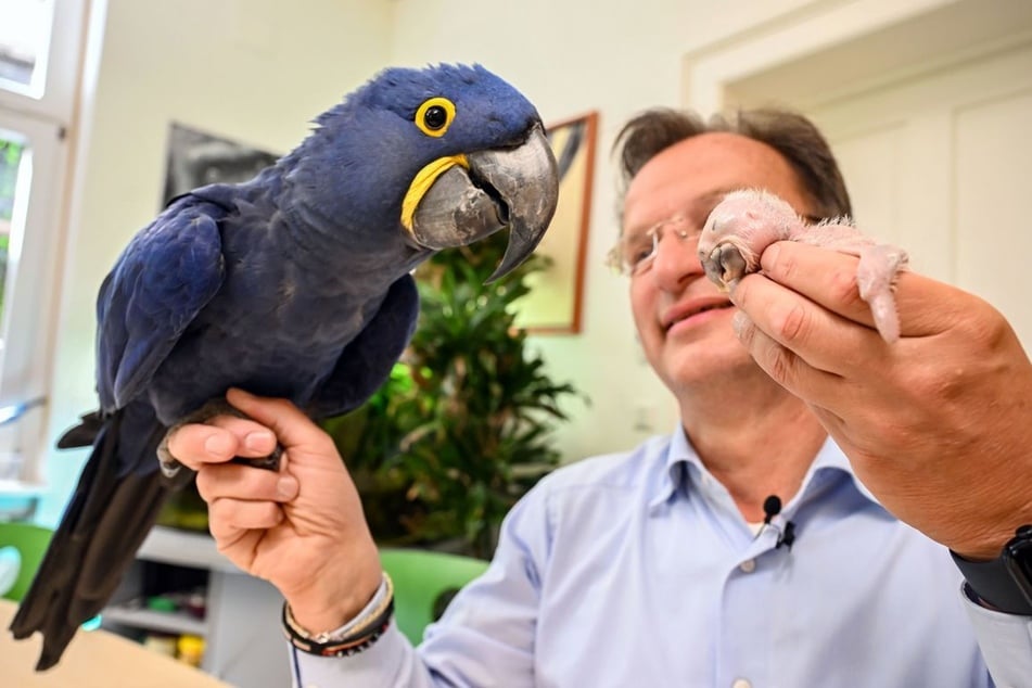 Zoodirektor Matthias Reinschmidt ist mal wieder als "Adoptivvater" gefragt.