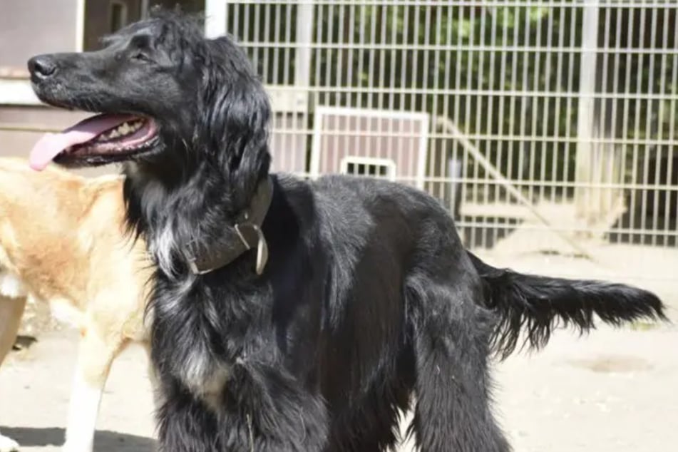 Der Vierbeiner war in der Vergangenheit in mehrere Beißvorfälle mit anderen Hunden verwickelt. Trotzdem hofft er auf eine Chance.