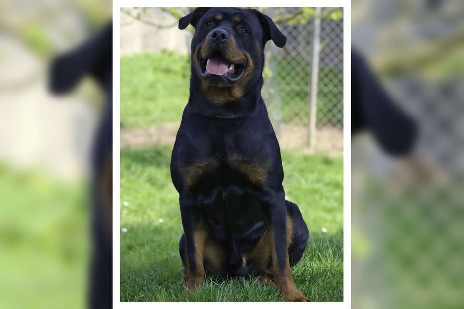 In einigen Bundesländern gelten Rottweiler als Listenhunde. Dann gibt es für ihre Haltung bestimmte Auflagen.