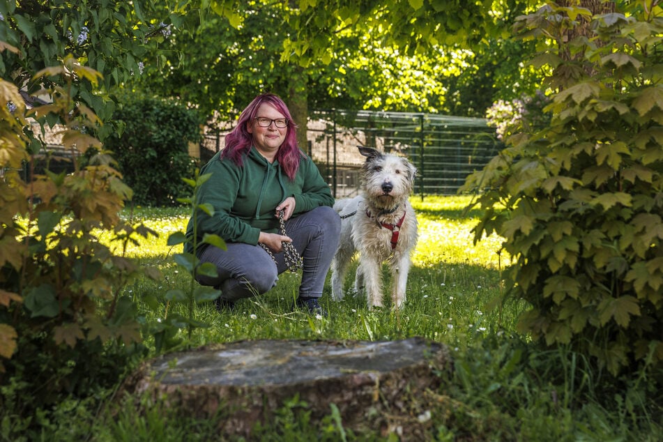 Tierpflegerin Stephanie Schneider (39) vom Dresdner Tierheim wünscht sich für Schnauzer-Mischling Robert (9) ein neues Zuhause.