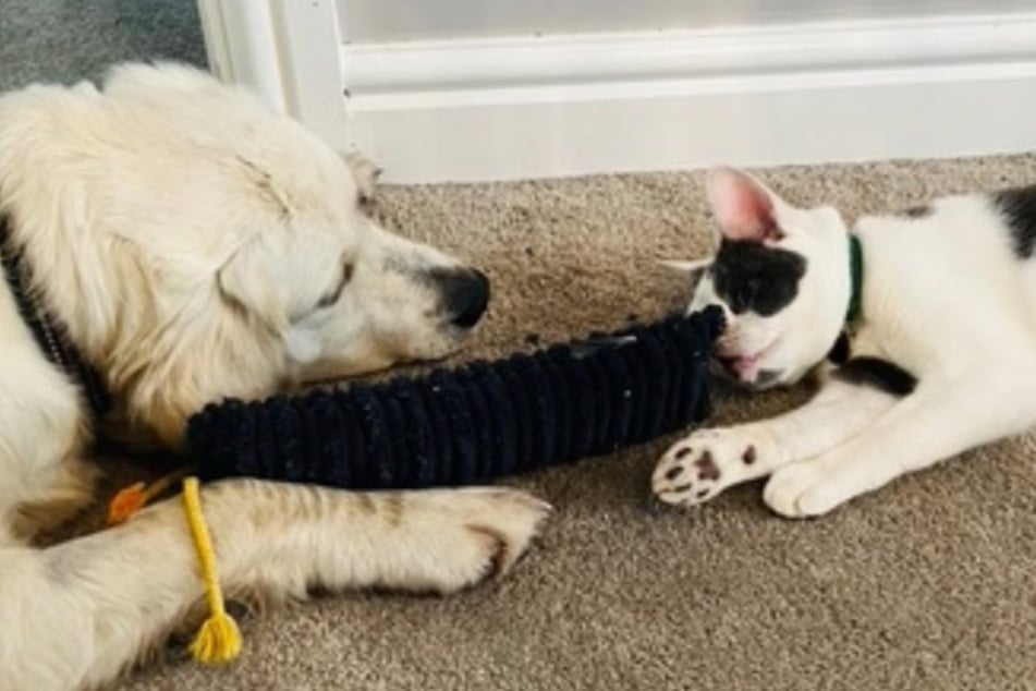 Frau will Katze retten: Als sie das Tier sieht, wird ihr der Grund fürs Aussetzen klar