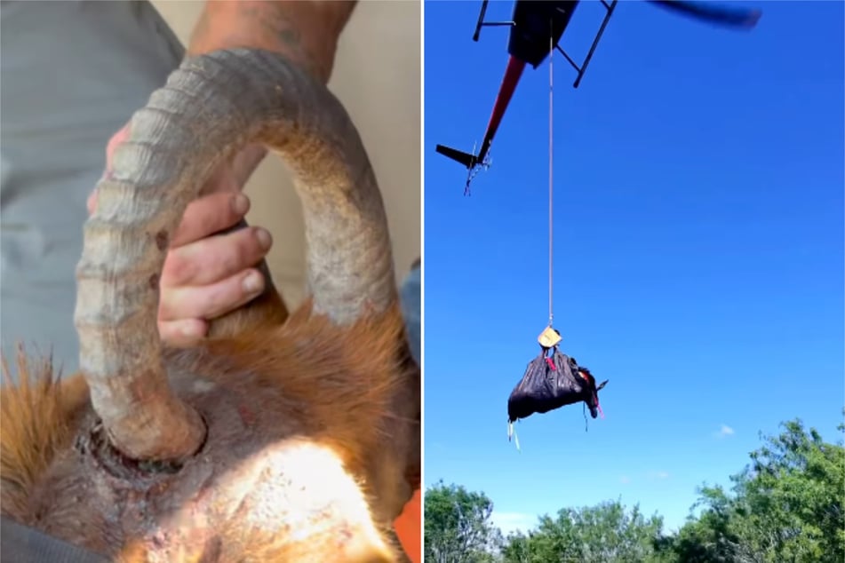 Mit einem Rettungshubschrauber folgen Forrest Galante (38) und sein Team die verletzte Rappenantilope in eine medizinische Einrichtung.