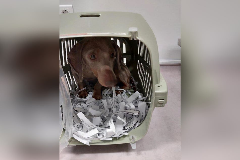 Auch dieser Kurzhaardackel wurde sichergestellt.