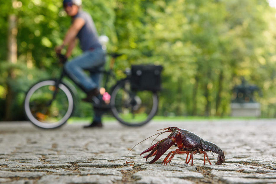 Ein roter amerikanischer Sumpfkrebs läuft über einem Weg im Berliner Tiergarten.