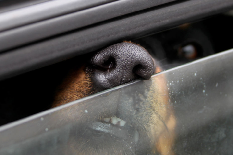 Der Hund war kurz davor, zu kollabieren. (Symbolbild)