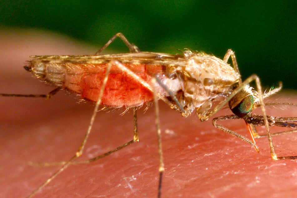 Das Bild zeigt eine weibliche Anophelesmücke: Die Insekten sind als Überträger von Malaria berüchtigt. (Archivbild)