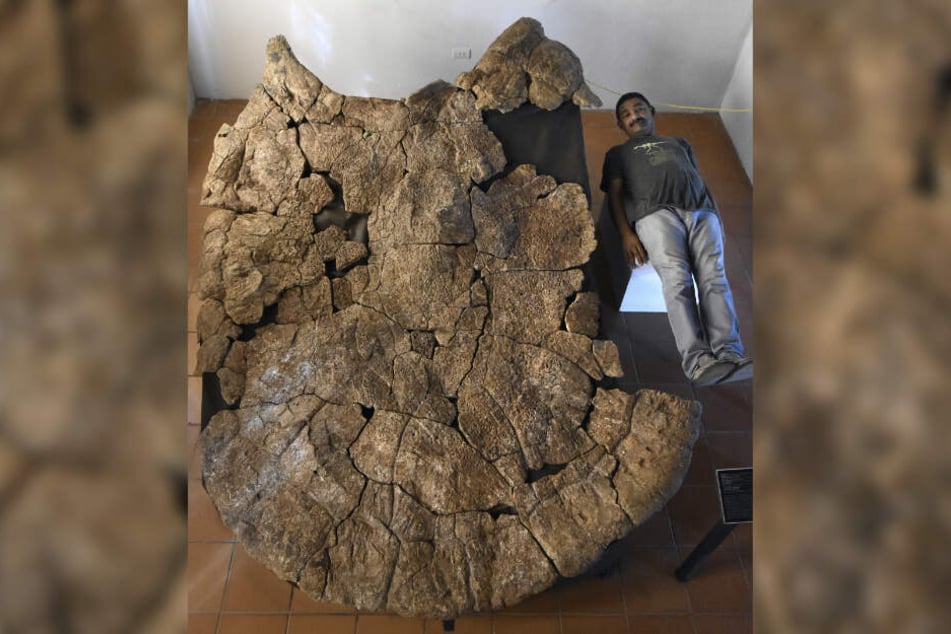 Der venezolanische Paläontologe Rodolfo Sánchez liegt neben dem Panzer eines Stupendemys geographicus Männchens der in 8 Millionen Jahre alten Ablagerungen in Venezuela gefunden wurde.