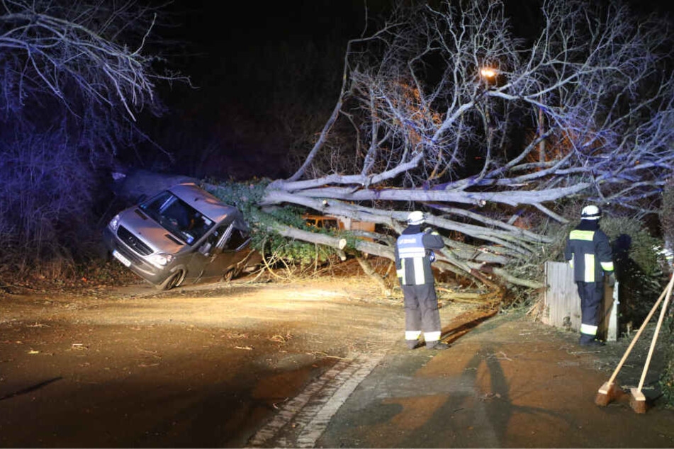 Der Baum begrub den Mercedes komplett unter sich.