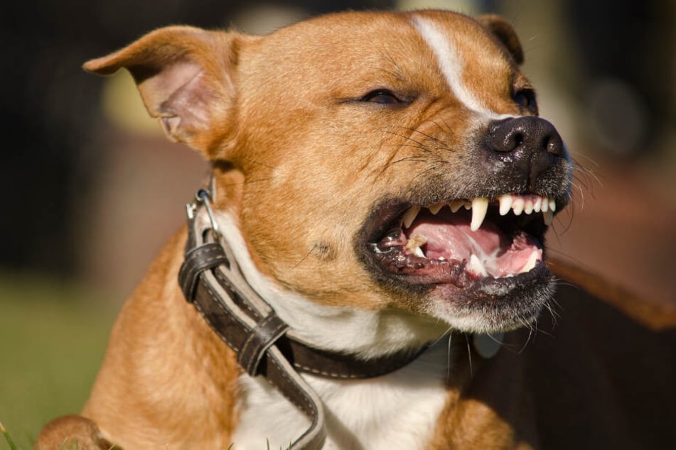 Der Hund des Mannes griff die Beamtin ebenfalls an. (Symbolfoto).