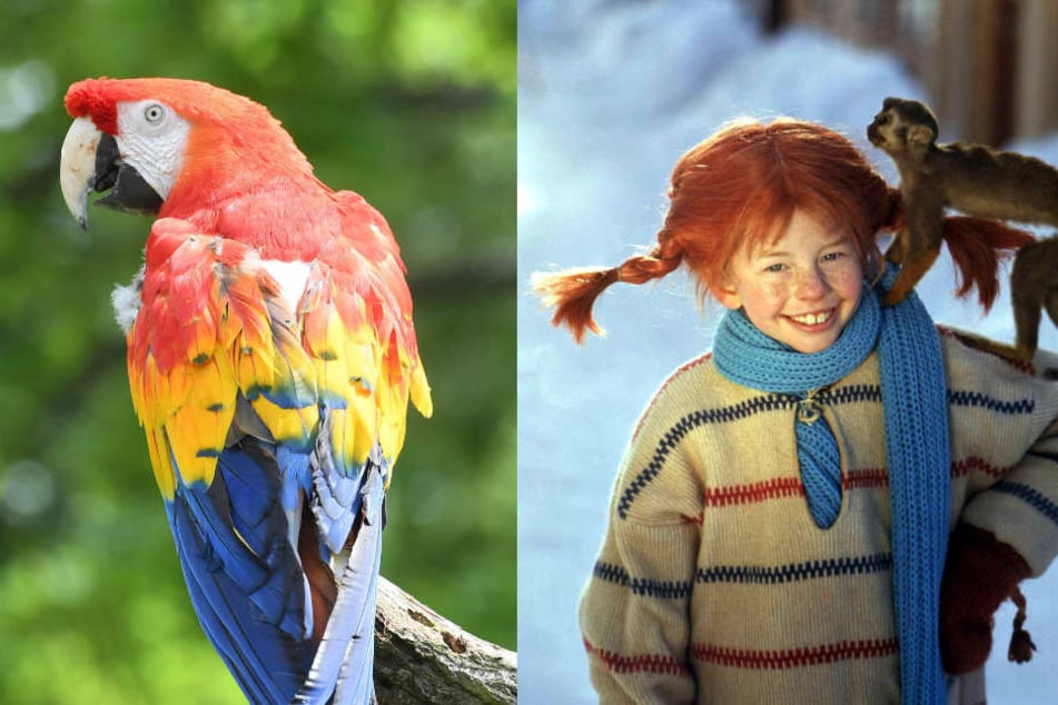 Papagei "Douglas" (alias "Rosalinda") hatte 1970 im Film "Pippi in Taka-Tuka-Land" mitgespielt. (Fotomontage)