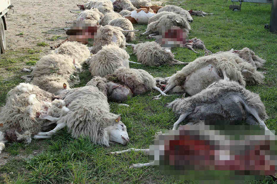 Erst am Samstag attackierten Wölfe am Alpakahof in Oberwiesenthal sechs Schafe - sie starben oder mussten eingeschläfert werden.