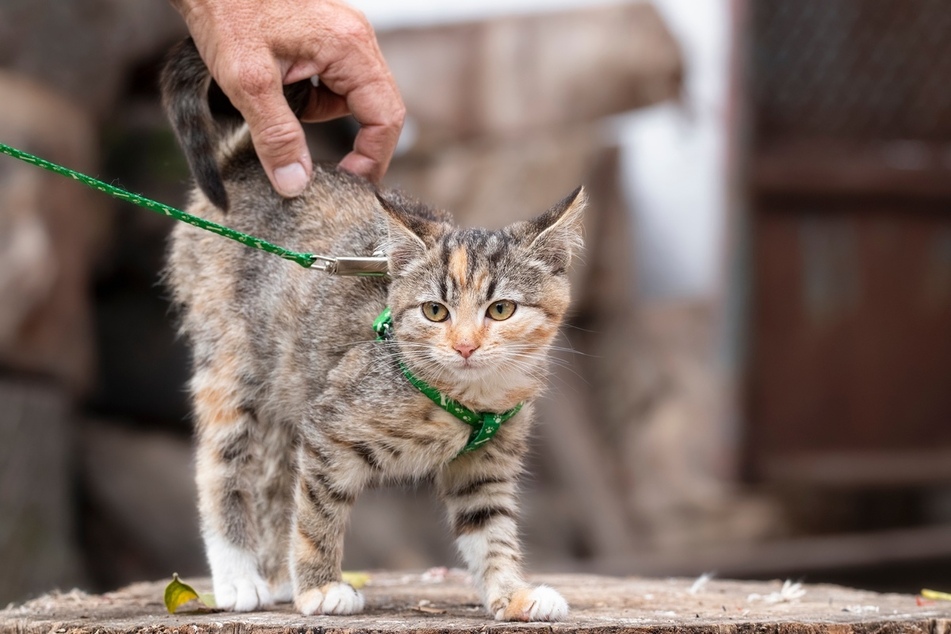 There are a variety of different cat harnesses that are worth trying out.