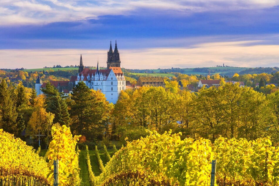 Der Herbst lässt Meißen leuchten, den Wein im Glas sowieso.