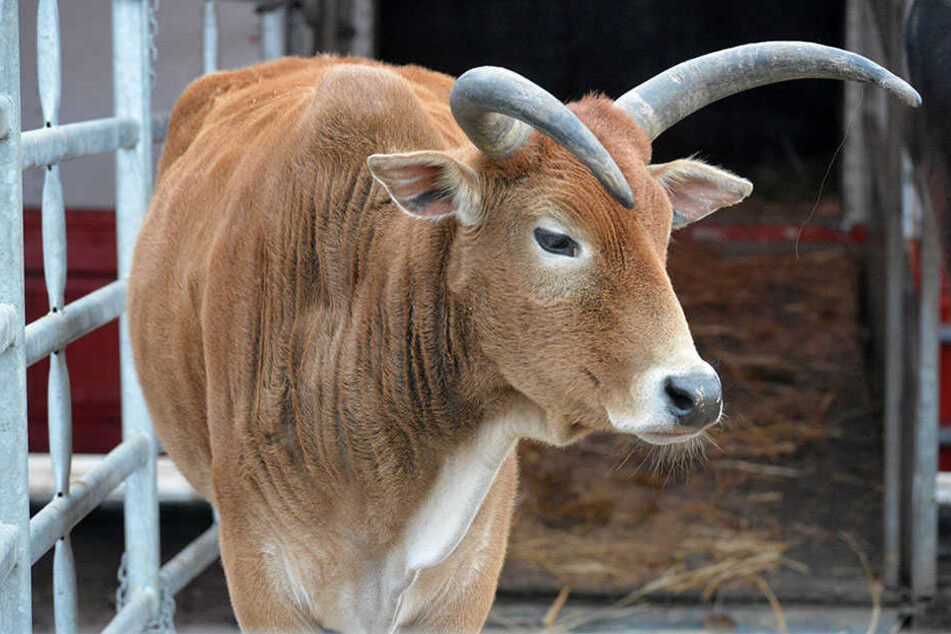 Verschiedene Rinder mit beeindruckenden Hörnern gehören zur Exotengruppe, die Jiri Berousek vorführt.