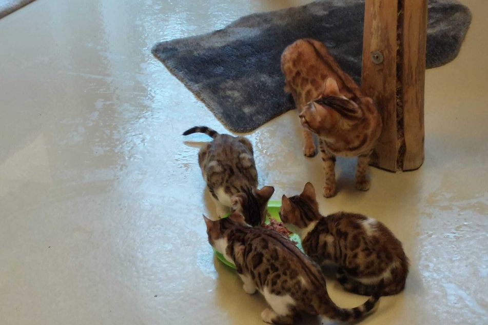 20 Katzen sollen das Tierheim bereits verlassen haben oder kurz davor stehen. Einige sind hingegen noch auf der Suche nach einem neuen Zuhause.
