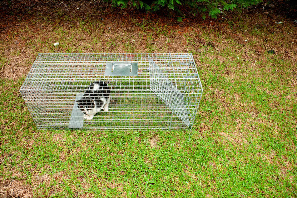 Katzen, die herrenlos in Freiheit leben, fangen Tierschützer in solchen Fallen, um sie chippen und kastrieren zu lassen.