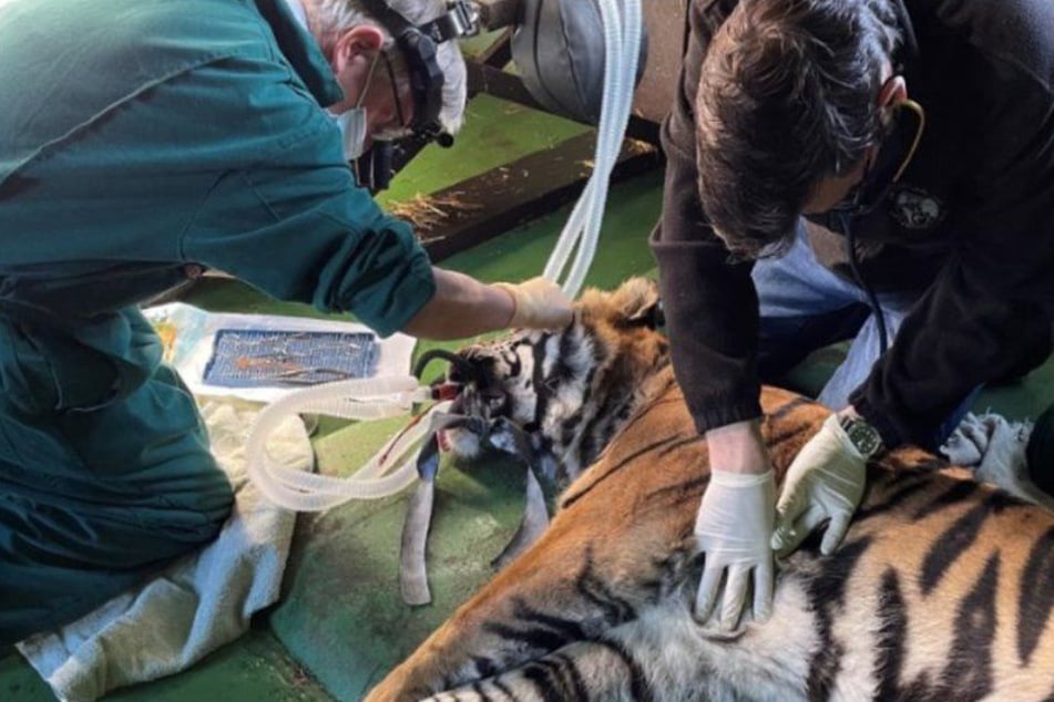 Damit sein Auge wieder heilen konnte, musste sich der 17-jährige Tiger Ratna einer komplizierten und aufwendigen Operation unterziehen.