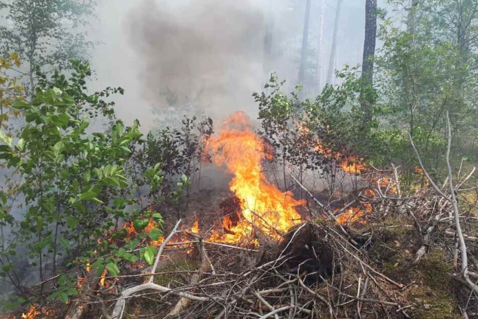 Flammen schlagen aus dem Waldboden.