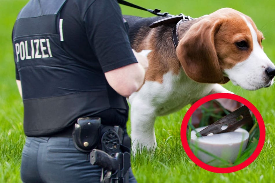Die Polizei rät: Hundehalter sollten ihre Tiere nur noch angeleint ausführen (Symbolbild).