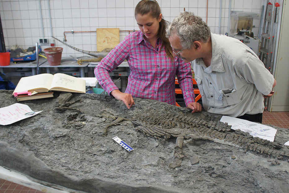 Die Paläontologen Tanja Wintrich und Martin Sander von der Universität Bonn untersuchen das Skelett eines Plesiosauriers.