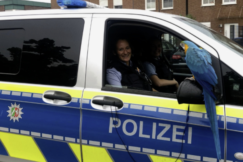 Die Polizistinnen staunten nicht schlecht, als sie Gelbbrustara "Calippo" trafen.