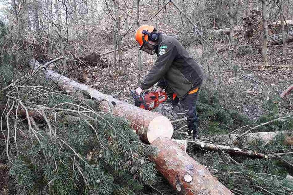 15.000 Bäume beschädigte "Eberhard" im Nationalpark Böhmische Schweiz.