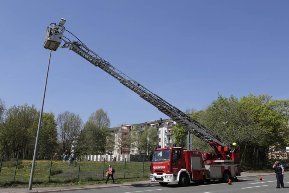 Die Feuerwehr rettete den Waschbär mithilfe einer Drehleiter von der Straßenlampe.