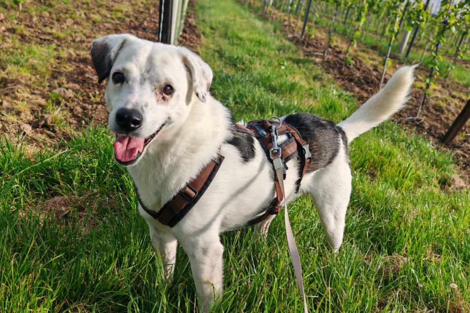 "Hope for Future" rettet Hunde, die in rumänischen Tierheimen eigentlich keine Chance mehr haben und oft auf brutale Weise – nicht tierschutzkonform – getötet werden.