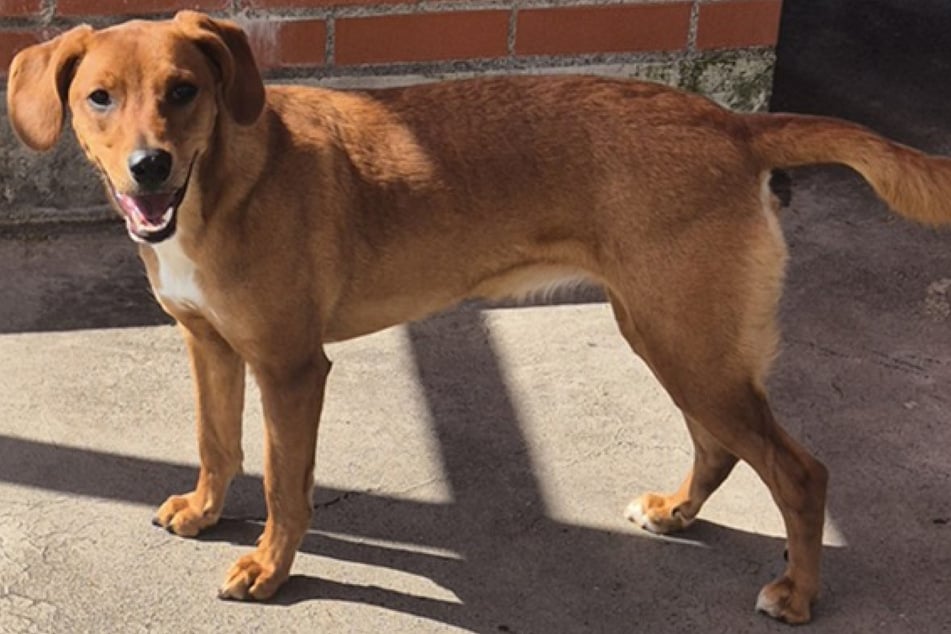 Im Frankfurter Tierheim sitzend, wartet Amy darauf, ein liebevolles neues Zuhause zu finden, in dem sie endlich ankommen darf.