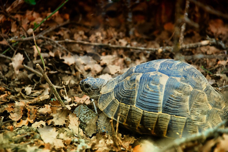 Schildkröten suchen sich einen geeigneten Rückzugsort zum Schlafen.