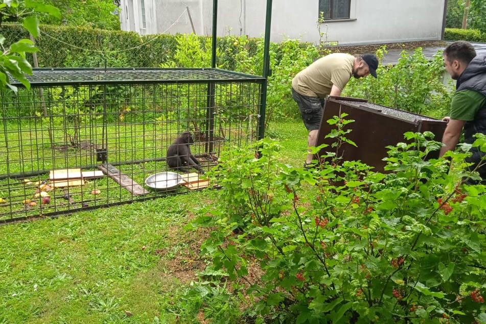 Am Samstag tapste dieses Tier in eine Falle, die in einem Privat-Garten aufgestellt worden war.
