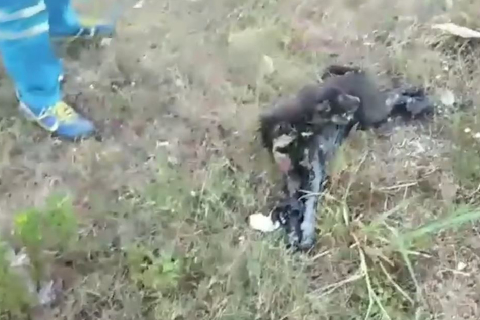 Der Hund raffte sich schließlich wieder auf.