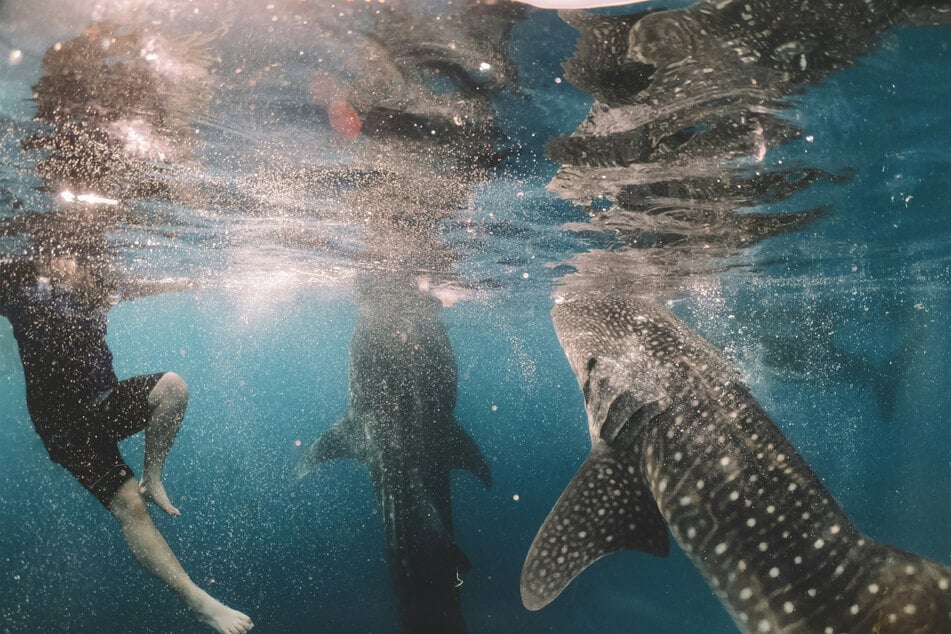 Whale sharks are extraordinary animals, but sadly they are endangered.