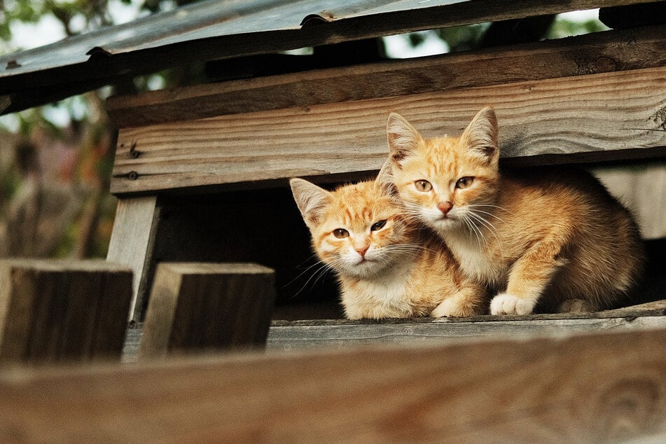 "Sind diese Katzen Katzen?": Tierheim-Besucherin wird für verrückt erklärt